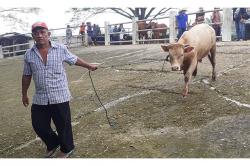 Cegah Penularan PMK, Jual Beli Ternak di Gunungkidul Harus Dilengkapi SKKH