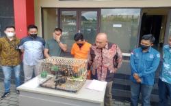 Pria Palembang Ini Ditangkap karena Jual Burung Beo Nias di Facebook <