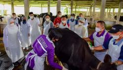 Kementan Telah Suntik Vaksin PMK ke 1.519 Hewan Ternak di Jawa Timur