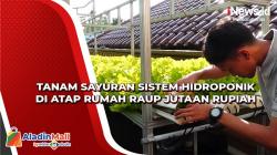 Wow! Tanam Sayuran Sistem Hidroponik di Atap Rumah Raup Jutaan Rupiah