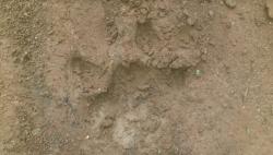 Harimau Sumatera di Bengkulu Mangsa 6 Ekor Kambing dan 1 Anjing Peliharaan Warga