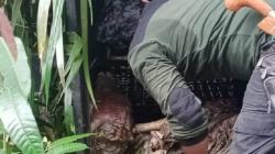 Waspada! Harimau yang Mangsa Sapi Warga Masih Berkeliaran di Mukomuko