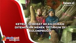 Video Ketela Seberat 60 Kilogram Ditemukan Nenek 70 Tahun di Kulonprogo