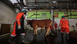 Antisipasi Tak Layak Konsumsi, 4.000 Hewan Kurban di Kota Bandung Bakal Diperiksa