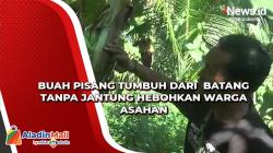 Video Buah Pisang Tumbuh dari  Batang Tanpa Jantung Hebohkan Warga Asahan