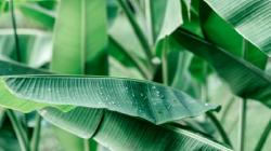 6 Hal yang Sangat Mahal di Jepang Tetapi Murah di Indonesia, Apa Saja?