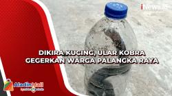 Dikira Kucing, Ular Kobra Gegerkan Warga Palangka Raya