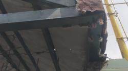 Merinding Banget! Ribuan Ulat Bulu Serang SD di Bogor