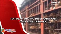Ratusan Anjing Diselamatkan dari Truk Neraka saat Menuju Festival Daging Anjing di China