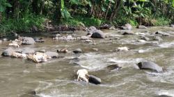 Kasus Puluhan Bangkai Kambing di Kali Serang Semarang, Diduga dari Luar Daerah