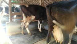 Wabah PMK di KBB Mengganas, 84 Mati di Kandang dan 104 Ekor Dipotong Paksa <