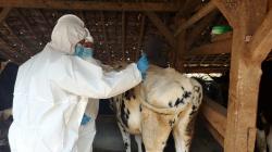 1.100 Sapi Perah di Lembang KBB Disuntik Vaksin PMK Tahap Pertama<