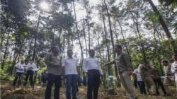 Perhutani dan Pertamina NRE Mampu Hasilkan Kredit Karbon 11,6 Juta Ton Co2 per Tahun