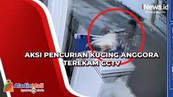 Aksi Pencurian Kucing Anggora Terekam CCTV
