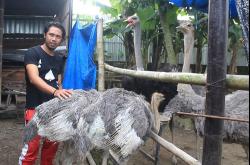 Warga Sleman Sukses Beternak Burung Unta, Beromzet Rp30 Juta per Bulan