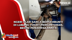 Ngeri Ular Sanca Bersembunyi di Lubang Toilet Perkantoran, Begini Penampakannya 