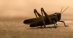 Peneliti Bikin Cyborg Belalang, Bisa Cium Kanker