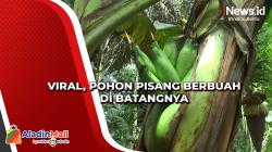 Viral, Pohon Pisang Berbuah di Batangnya