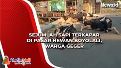 Sejumlah Sapi Terkapar di Pasar Hewan Boyolali, Warga Geger
