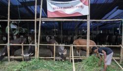 Sapi Dimusnahkan karena Penyakit Mulut dan Kuku, Pemerintah Ganti Rp10 Juta