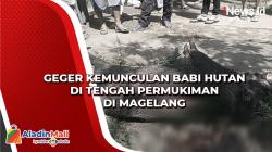 Geger Kemunculan Babi Hutan di Tengah Permukiman Magelang, 3 Warga jadi Korban
