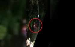 Warga Bali Tersangkut Pohon Setinggi 15 Meter selama 5 Jam, Kondisi Lemas saat Dievakuasi