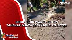 Detik-Detik Warga Buton Tangkap Buaya Sepanjang 4,3 Meter