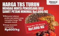 Infografis Harga TBS Turun, Mendag Minta Pengusaha Beli Sawit Petani Minimal Rp1.600/Kg