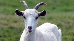 Kambing Diculik Lalu Alami Pelecehan Seksual di Kamar Mandi, Pemilik Lapor Polisi