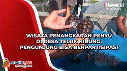 Wisata Penangkaran Penyu di Desa Teluk Nibung, Pengunjung Bisa Berpartisipasi