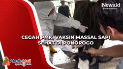 Cegah PMK, Vaksin Massal Sapi Sehat di Ponorogo