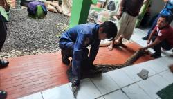 Dramatis Evakuasi Ular Sanca 4 Meter di Sukabumi, Petugas Damkar Berkali-kali Diserang<