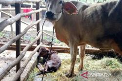 Peternak Dapat Ganti Rp10 Juta, Ratusan Sapi di PPU Ikut Asuransi