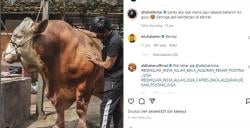  Mantab, Atta Halilintar Beli Sapi Kurban Raksasa Jenis Megalodon<