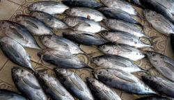 Tangkapan Baby Tuna Melimpah di Gorontalo, Harga hanya Rp25.000 per Ekor