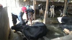 Pemkot Jaktim Temukan Belasan Sapi Kurban Terkena PMK di Pasar Rebo