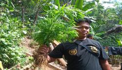 Cianjur Geger, Pencari Madu Hitam Temukan Lahan Ganja Seluas 10 Hektare<