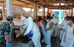 659 Ternak di Kulonprogo Terpapar PMK, Dinas Pertanian dan Pangan Klaim 287 Sembuh