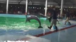 Atraksi Lumba-Lumba di Pantai Cahaya Kendal Sedot Perhatian Wisatawan