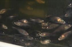 KKP Sukses Budidayakan Ikan Belida setelah 15 Tahun Uji Coba