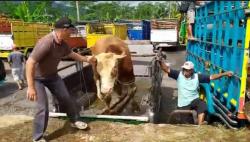  Luar Biasa, Sapi di Banjarnegara Ini Harganya Tembus Rp90 Juta 