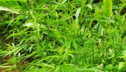 Kasus Ladang Ganja 10 Hektare di Campaka Cianjur Mulai Terkuak, Ternyata Ini Penanamnya<