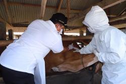 Bantul Terima 800 Dosis Vaksin PMK, Prioritas untuk Ternak Sehat <