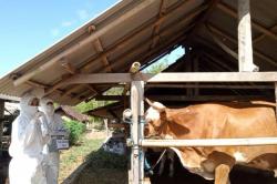 Status Darurat, Berikut Daftar Provinsi Terjangkit Virus PMK