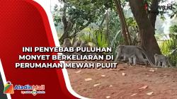 Ini Penyebab Puluhan Monyet Berkeliaran di Perumahan Mewah Pluit