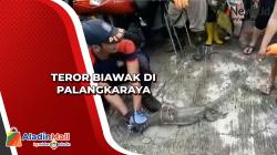 Teror Biawak di Palangkaraya<