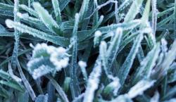 Dataran Tinggi Dieng Membeku, Embun Es Muncul di Kawasan Candi
