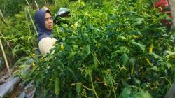 Harga Cabai Mahal setara 1 Kg Daging Sapi, Petani di KBB Ronda agar Tanaman Tidak Dicuri<