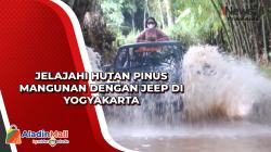 Jelajahi Hutan Pinus Mangunan dengan Jeep di Yogyakarta