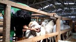 Sentra Ternak Domba di Kendal Perketat Pengawasan Jelang Idul Adha, Ini Tujuannya